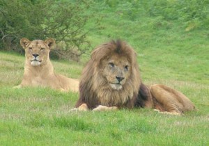 Lions in the wild