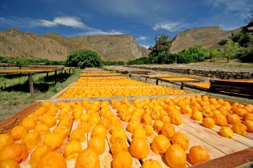 Fruit-Farms-South-Africa
