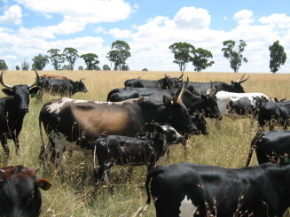Cattle-for-sale-South-Africa