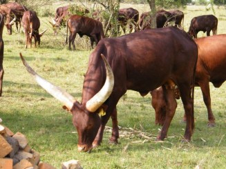 Cattle-for-sale-in-South-Africa-Lobola