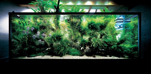 Create-Extraordinary-Aquarium