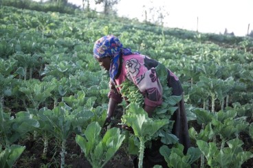 African-Farming-woman-crops