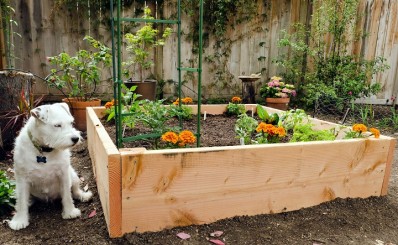 vegetable-gardening-in-a-small-area
