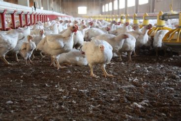 chicken-farming