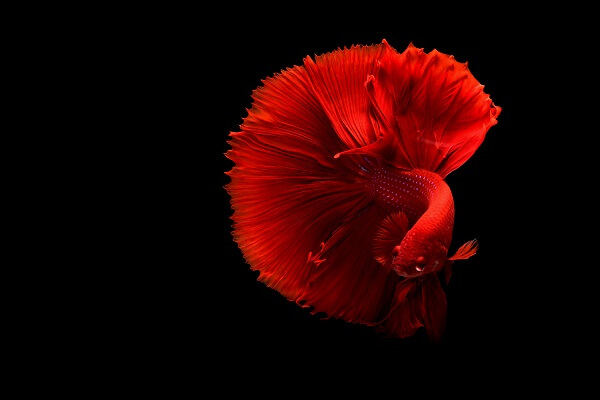 5 tips on how to care for your Betta fish | Junk Mail Blog