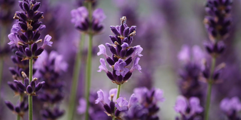 Lavender Plants For Sale On Junk Mail