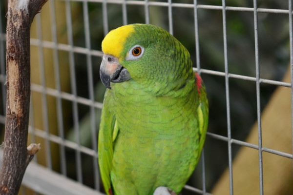 What To Consider Before Getting A Pet Bird | Junk Mail