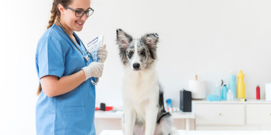 The Importance Of Vaccinating Your Pet | Junk Mail