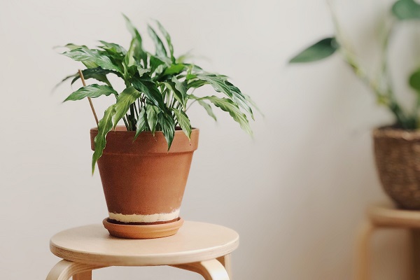 How to care for your houseplants | Junk Mail