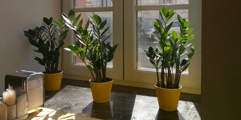 How to care for your houseplants | Junk Mail