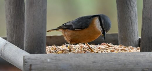 Build A Bird Feeder For Bird-Feeding Month | Junk Mail